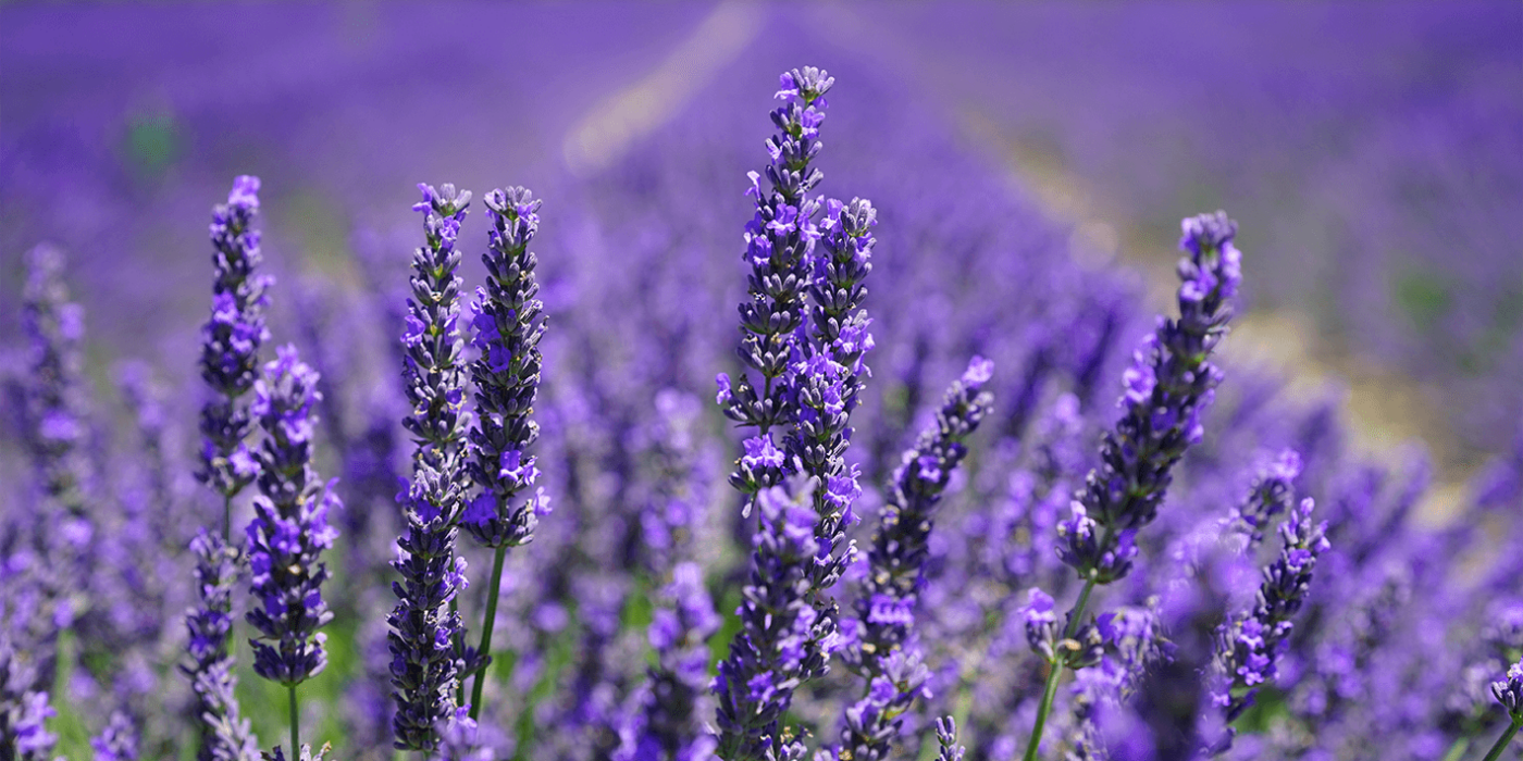 how does lavender help you sleep