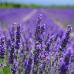 how does lavender help you sleep