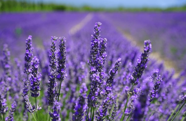 how does lavender help you sleep