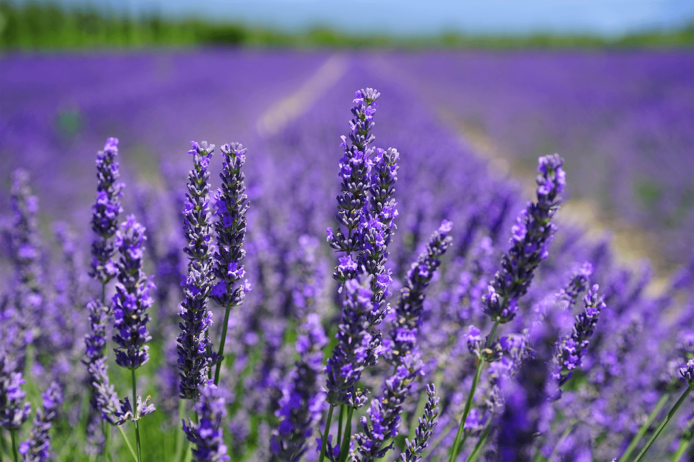 how does lavender help you sleep