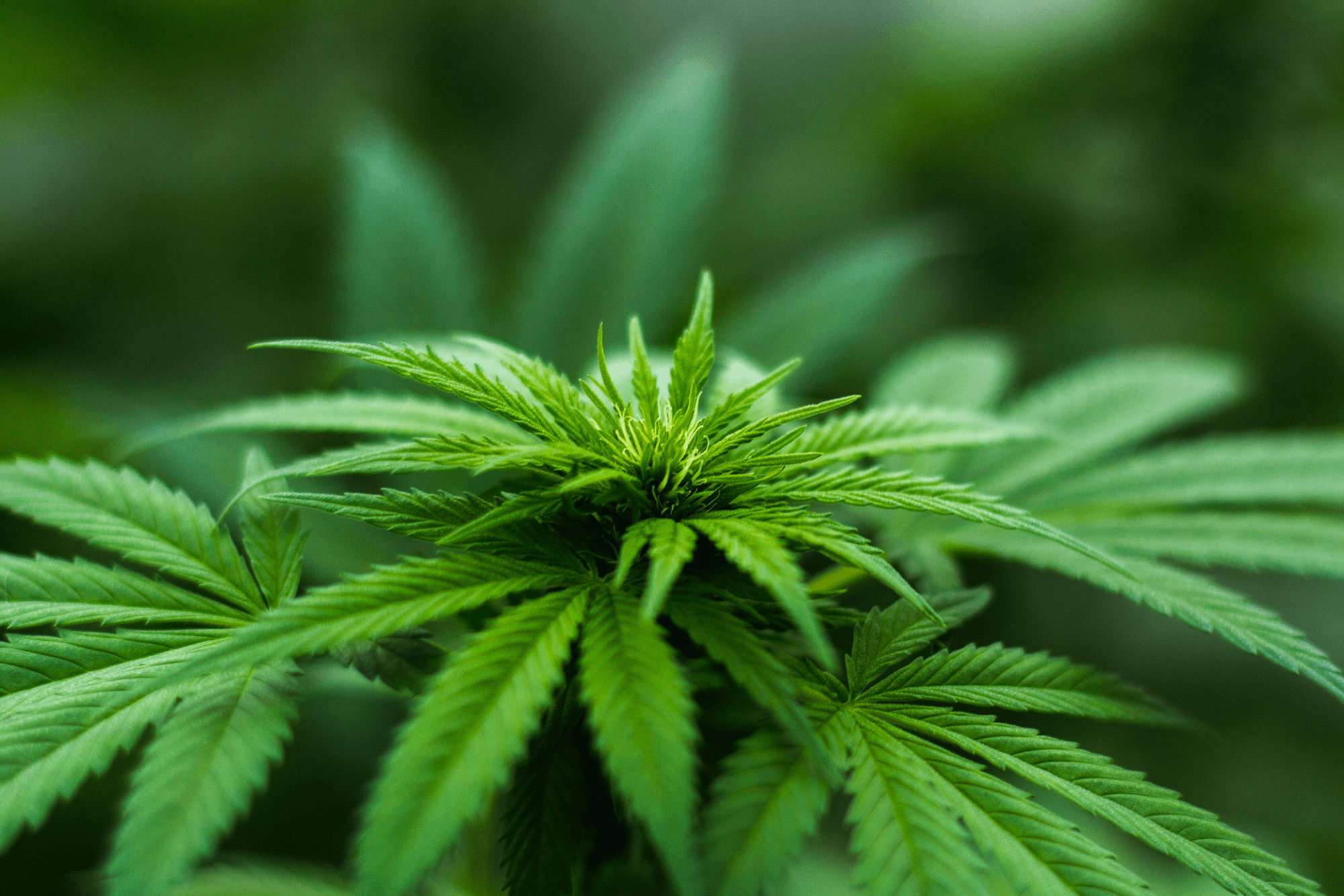 cannabis-plant