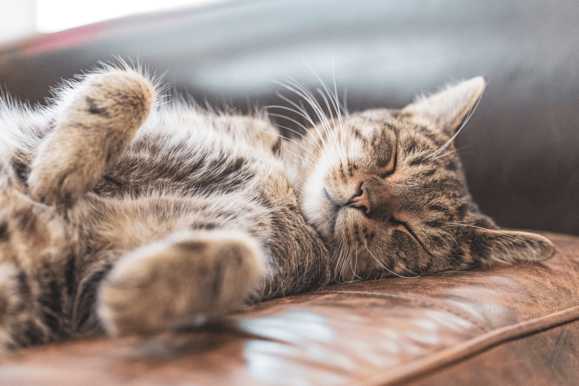 What Do Cats Dream About: Unveiling Feline Mysteries