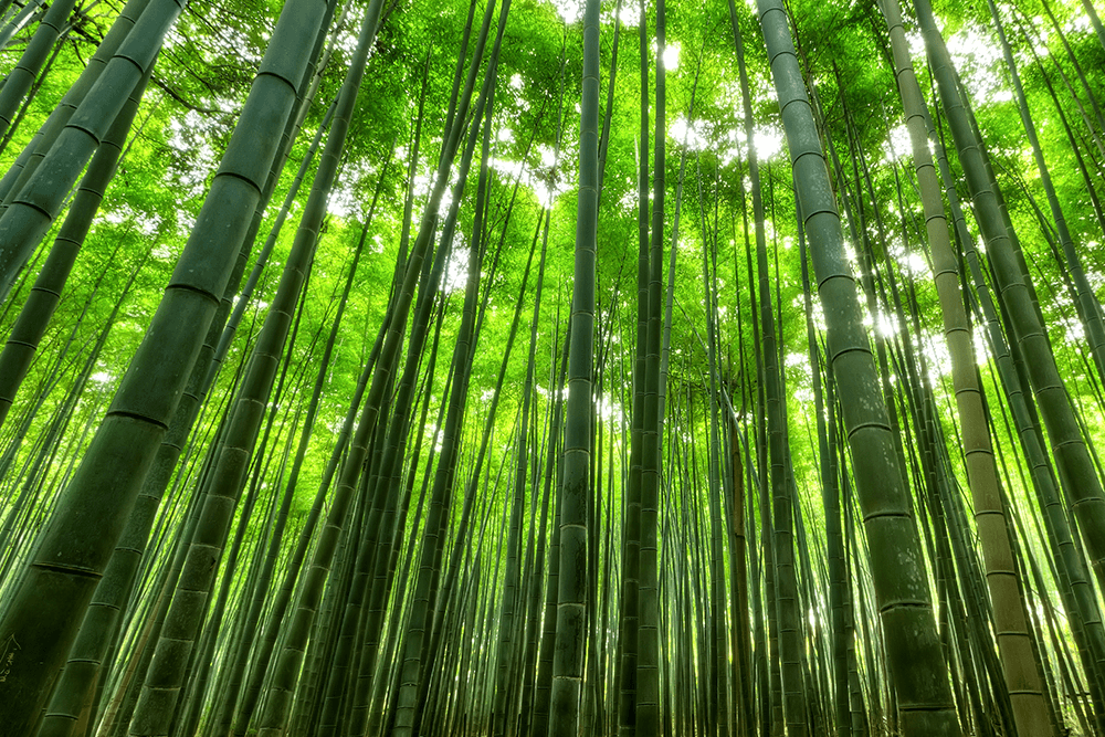 bamboo-growing