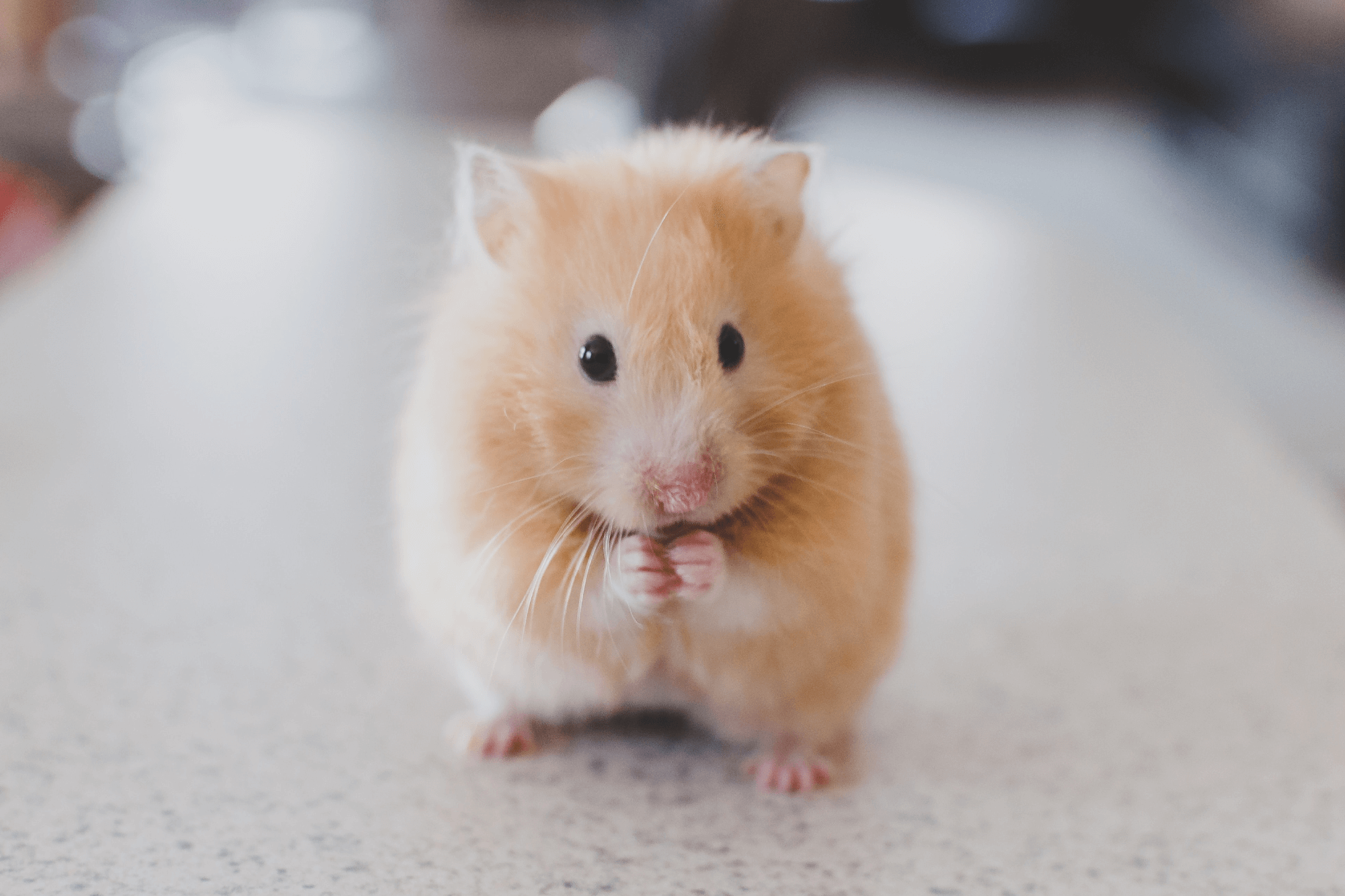 Melatonin's Impact on Testicle Size in Mice Study ZLEEPY®