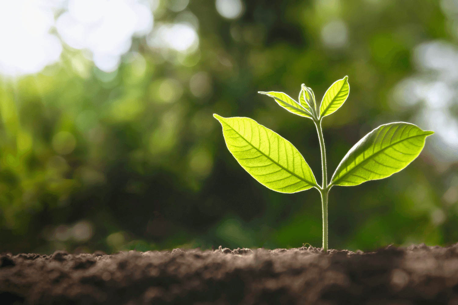 Naturally derived, plant-based ingredients