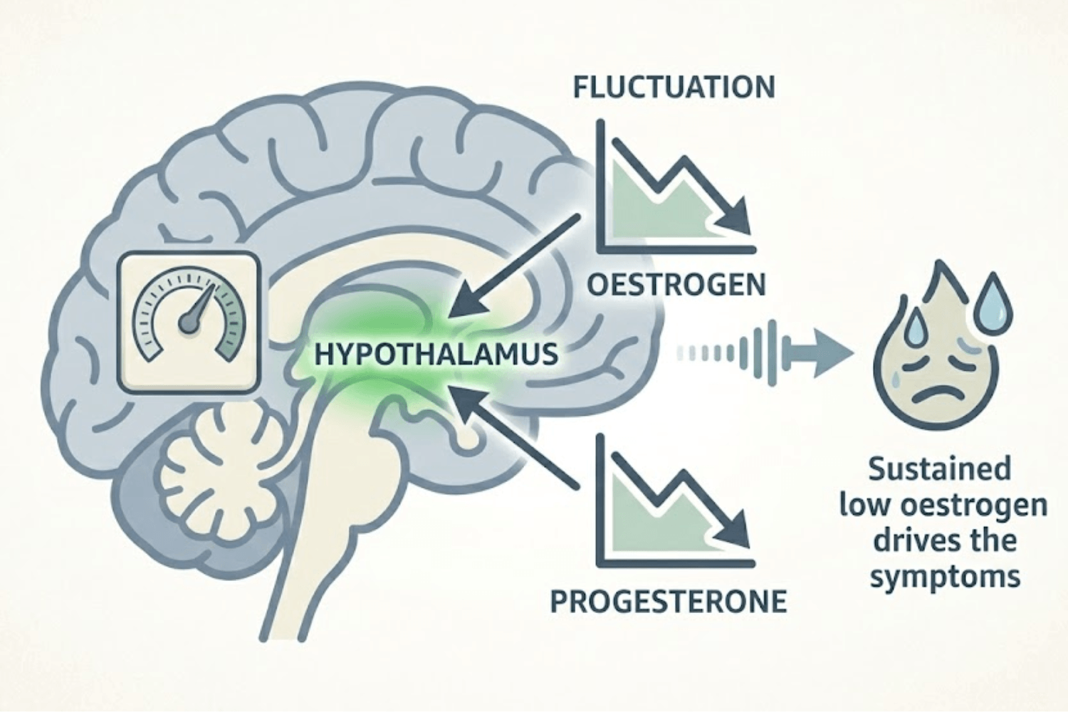 Infographic showing how hormones affect the hypothalamus and body temperature