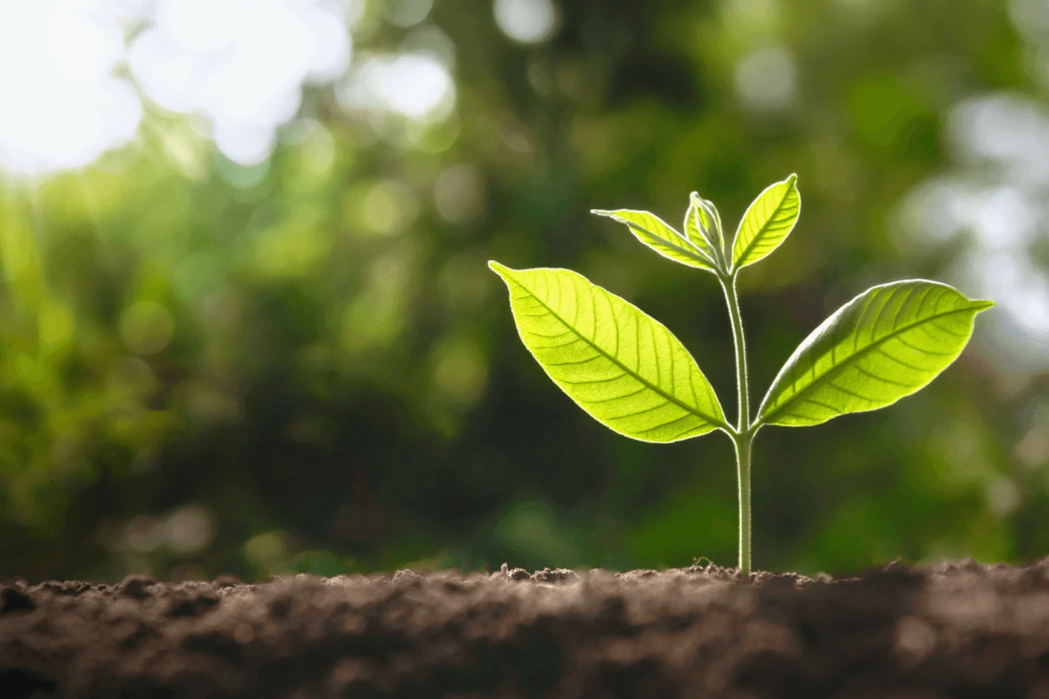 Naturally derived, plant-based ingredients
